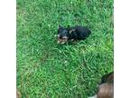 Yorkshire Terrier Puppy for sale in Waynesboro, TN, USA