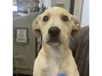 Adopt Cantaloupe a Mixed Breed