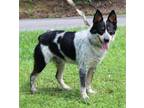 Adopt Maurice 39745 a Australian Cattle Dog / Blue Heeler