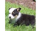 Pembroke Welsh Corgi Puppy for sale in Sugarcreek, OH, USA