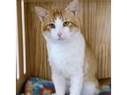 Adopt Nick a Domestic Short Hair