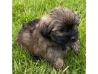 Havanese Puppy for sale in Gasport, NY, USA