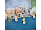 Golden Retriever Puppy for sale in Mc Dowell, VA, USA