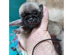 Pug Puppy for sale in Rensselaer, IN, USA