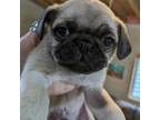 Pug Puppy for sale in Rensselaer, IN, USA