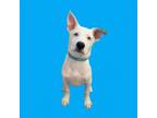 Adopt TUSC-Stray-tu2430 a Shepherd, Terrier