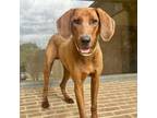 Adopt Chocco a Hound