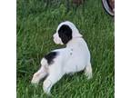 English Springer Spaniel Puppy for sale in Applegate, MI, USA