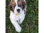 English Springer Spaniel Puppy for sale in Applegate, MI, USA