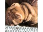 Chinese Shar-Pei Puppy for sale in Muskegon, MI, USA