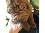 Chinese Shar-Pei Puppy for sale in Muskegon, MI, USA