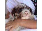 Poodle (Toy) Puppy for sale in Summertown, TN, USA