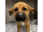 Adopt Teddy a Shepherd