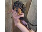 Dachshund Puppy for sale in Vevay, IN, USA