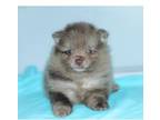 Pomeranian Puppy for sale in Bremen, IN, USA