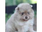 Pomeranian Puppy for sale in Bremen, IN, USA