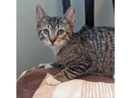 Adopt Snickers a Domestic Short Hair