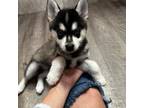 Alaskan Klee Kai Puppy for sale in Lewisville, TX, USA