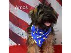 Adopt Amos a Terrier
