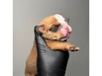 Bulldog Puppy for sale in Atlanta, GA, USA