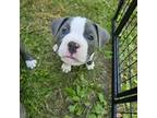 American Pit Bull Terrier Puppy for sale in Rochester, NY, USA