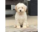 Cavapoo Puppy for sale in Augusta, GA, USA