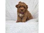 Cavapoo Puppy for sale in Augusta, GA, USA