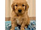 Golden Retriever Puppy for sale in Fredericksburg, TX, USA