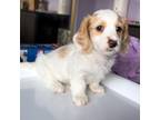 Dachshund Puppy for sale in Hayward, CA, USA