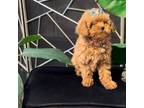 Poodle (Toy) Puppy for sale in Dallas, GA, USA