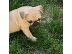 French Bulldog Puppy for sale in Champaign, IL, USA