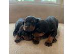 Doberman Pinscher Puppy for sale in Salisbury, NC, USA