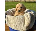 Labradoodle Puppy for sale in Bryan, TX, USA
