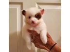 Pomeranian Puppy for sale in Mount Vernon, KY, USA