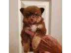 Pomeranian Puppy for sale in Mount Vernon, KY, USA