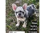 French Bulldog Puppy for sale in Jacksonville, FL, USA