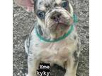 French Bulldog Puppy for sale in Jacksonville, FL, USA