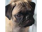 Pug Puppy for sale in Lakeland, FL, USA