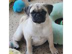 Pug Puppy for sale in Lakeland, FL, USA