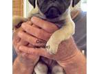 Pug Puppy for sale in Aiken, SC, USA