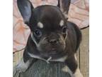 French Bulldog Puppy for sale in Waterford, MI, USA