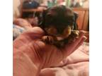 Cavalier King Charles Spaniel Puppy for sale in Wishram, WA, USA
