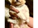 Pomeranian Puppy for sale in Rockport, TX, USA