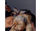 Yorkshire Terrier Puppy for sale in Montgomery, AL, USA