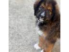 Mutt Puppy for sale in Bulverde, TX, USA