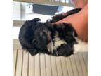 Maltipoo Puppy for sale in Covina, CA, USA