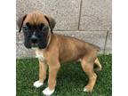 Boxer Puppy for sale in Chandler, AZ, USA