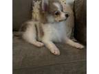 Pomeranian Puppy for sale in Salem, OH, USA