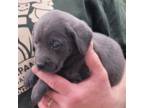 Labrador Retriever Puppy for sale in Spooner, WI, USA