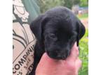 Labrador Retriever Puppy for sale in Spooner, WI, USA